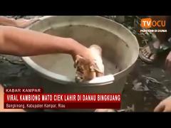 VIRAL KAMBIONG MATO CIEK LAHIR DI DANAU BINGKUANG
